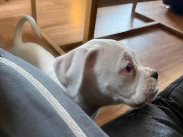 Boxer