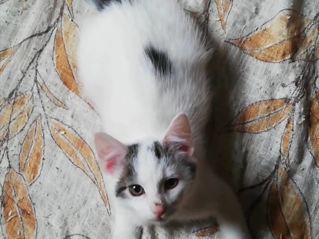 Kitten: Hane  Buse