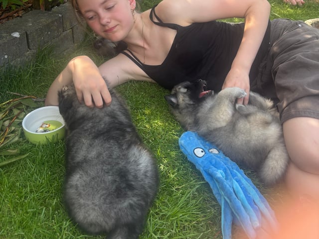 Keeshond