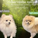 Pomeranian
