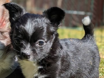 Chihuahua Långhåriga · Stenhamra · Cattlegirls