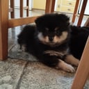 German Spitz – Mittelspitz