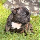 Fransk bulldog