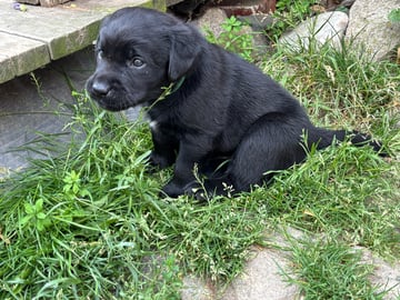 Labrador retriever · Lövestad · Sheep Trix