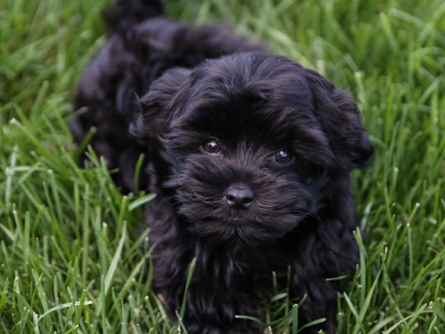 Bichon havanais