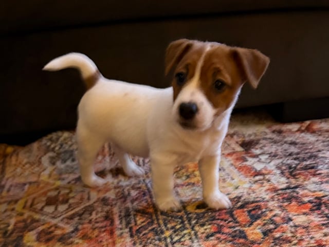 Jack Russell terrier