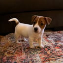 Jack Russell terrier