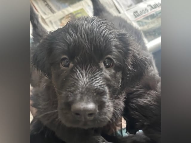 Flatcoated retriever
