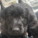 Flat coated retriever
