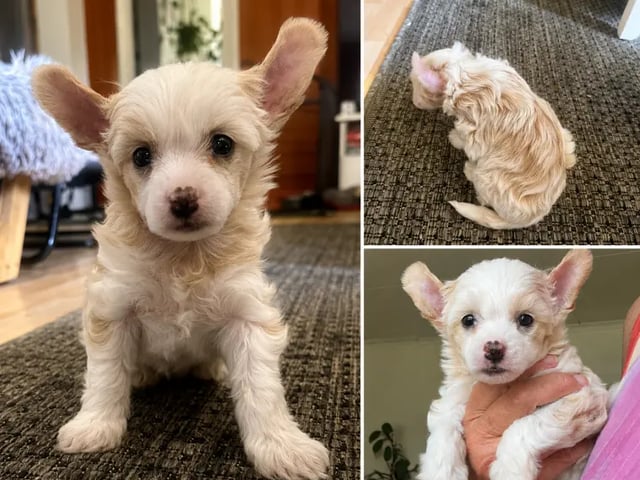 Chinese crested dog