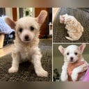 Chinese crested dog