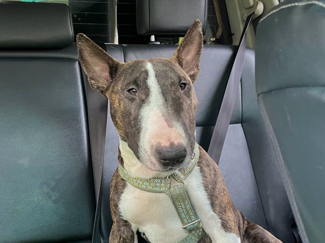 Miniature Bull Terrier