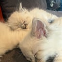 Neva Ragdoll