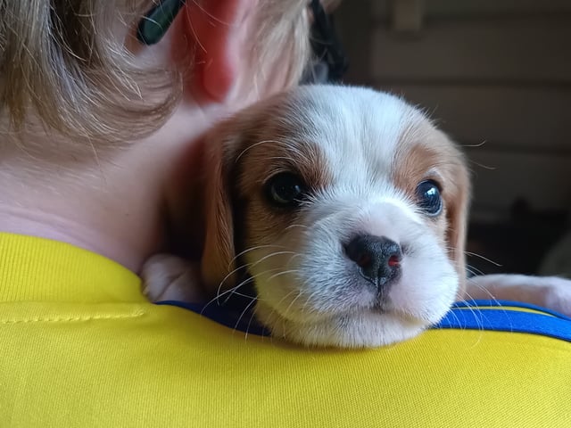 Cavalier king charles spaniel