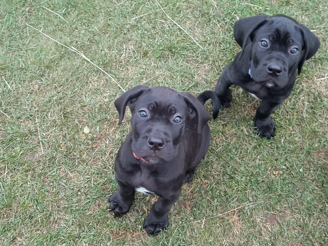 valp: Ruby och Kasper