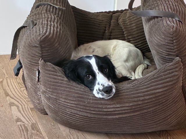 Cocker spaniel · Silkeborg · Casper B.