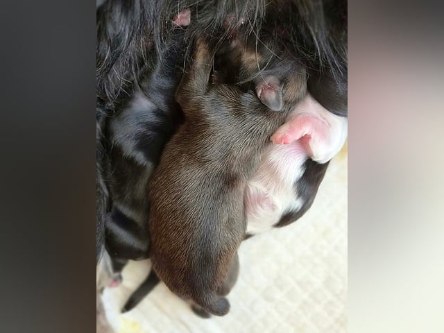 Skønne Shih Tzu hvalpe