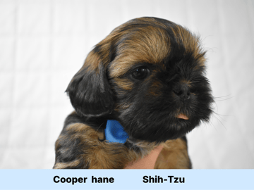 The merry shih-tzu family