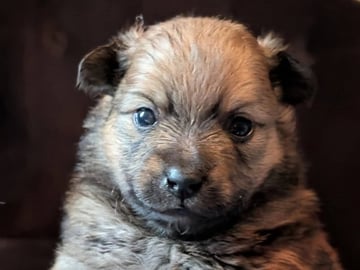 Tysk Spids – Mittelspitz · Luleå · Dålakungens kennel