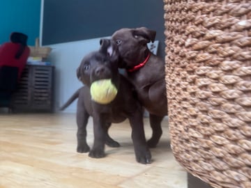 Labrador retriever · Rissa · Graciov A.