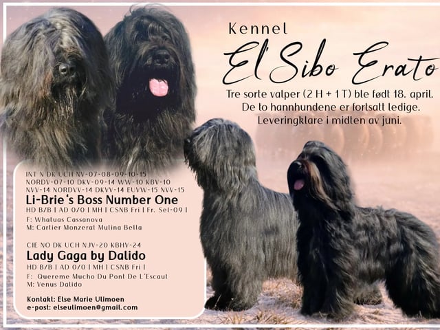 Briard