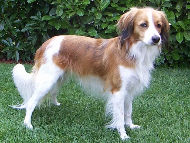 Nederlandsk kooikerhond