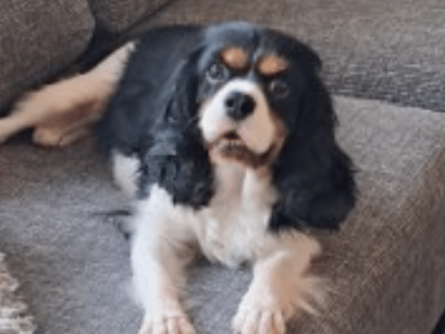Cavalier king charles spaniel