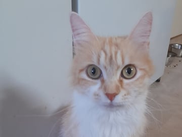 SnowKitten