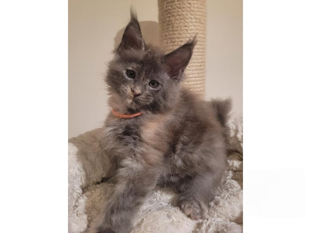 Maine Coon