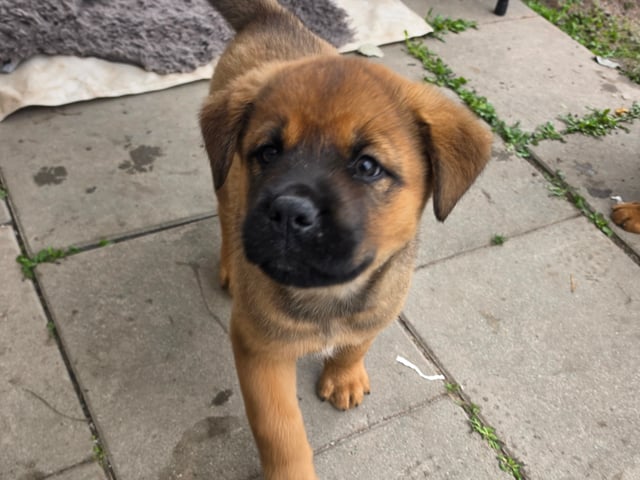 American Akita/Rottweiler · Edane · Inget