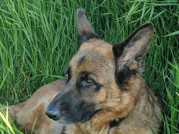 Schæferhund · Svedala · Åsa K.