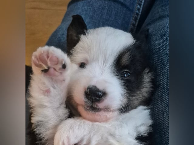 Miniature American Shepherd