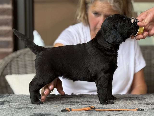 Flatcoated retriever