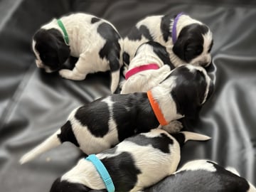 Cocker spaniel · Hallstavik · Passion Spaniels