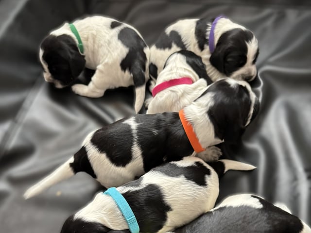 Cocker spaniel · Hallstavik · Passion Spaniels