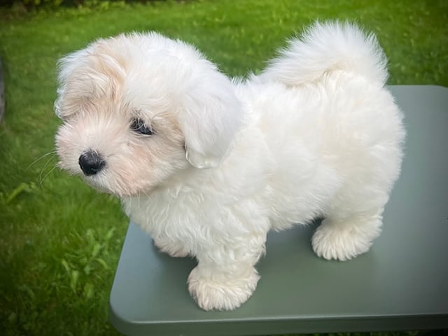 Coton de Tuléar