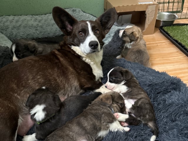 Welsh corgi cardigan