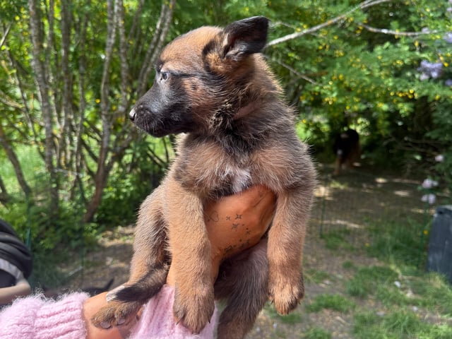 Belgisk hyrdehund – malinois