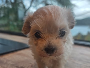 50%russisk bolonka 50%chihuahua/shi · Åros · Privat