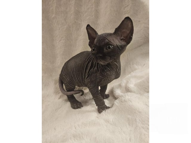 Sphynx · Hudiksvall · SE*Joy Fable