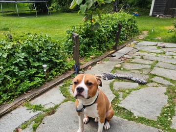 American Staffordshire Terrier · Ljung · Robin L.