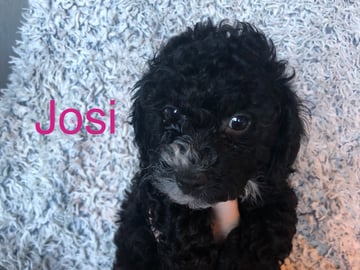 Josi
