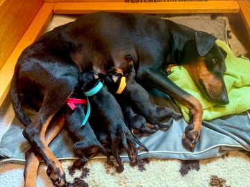 WestChester Kennel