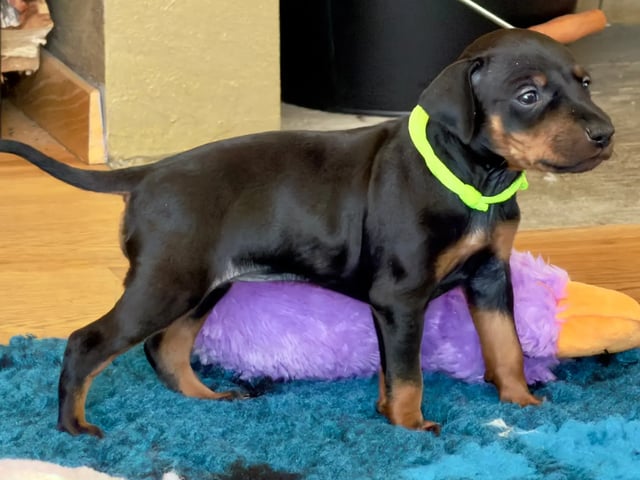 Manchesterterrier