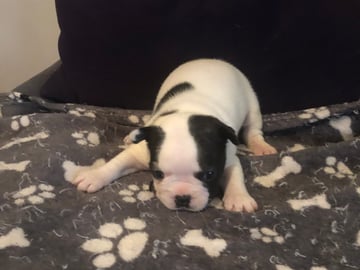 Fransk bulldog · Sollentuna · Maclaren