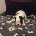 Fransk bulldog