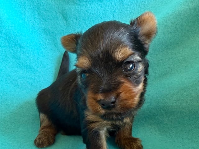 Yorkshire terrier
