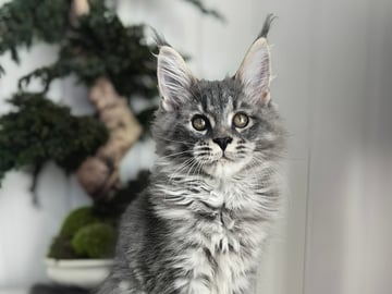 NO *Golden Lynx