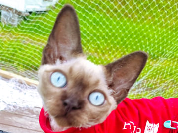 Devon Rex · Hell · No*Onyx Blue Diamond