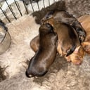 Dachshund